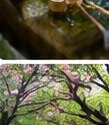 手水舎